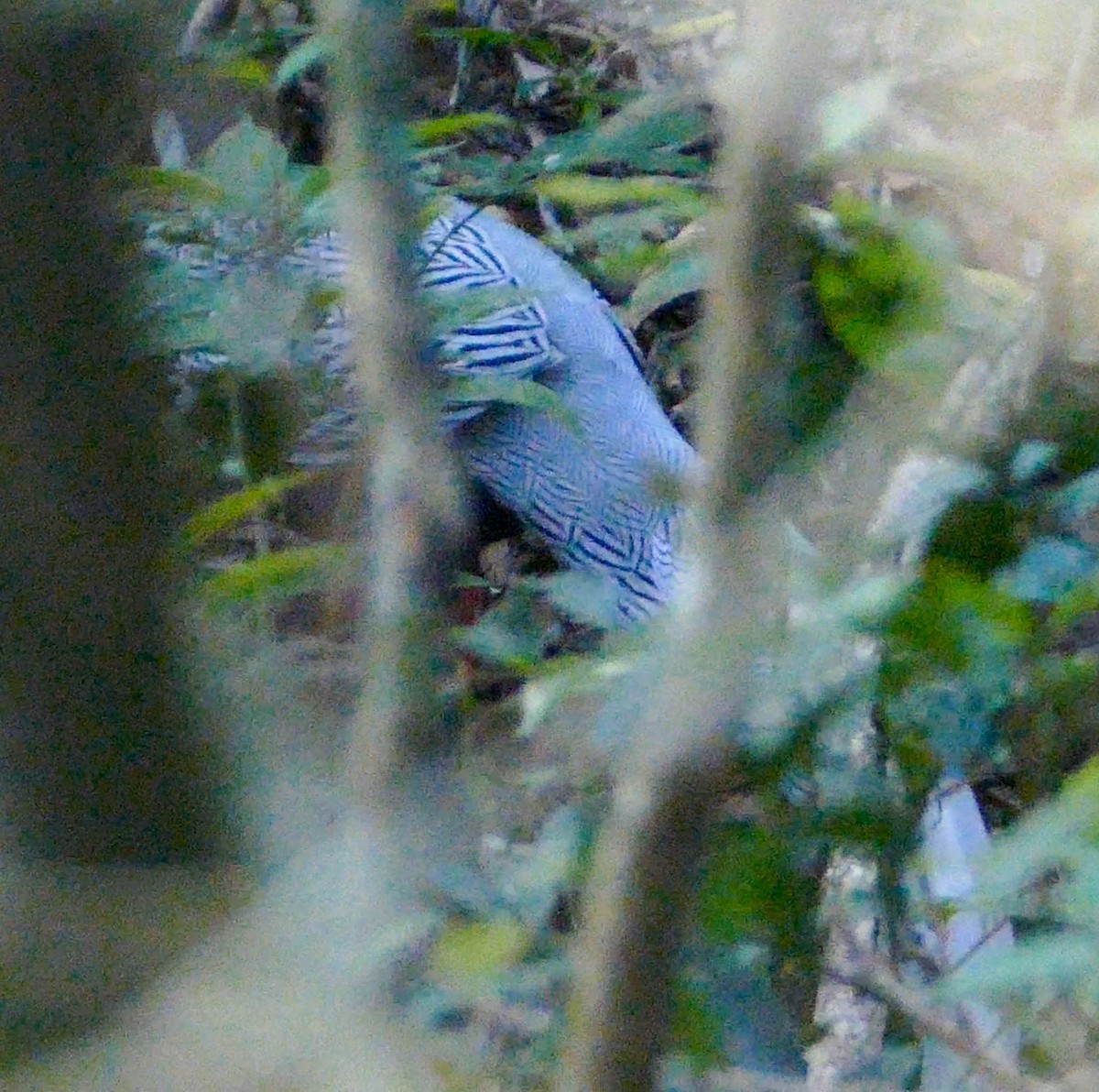 Silver Pheasant - ML634408339