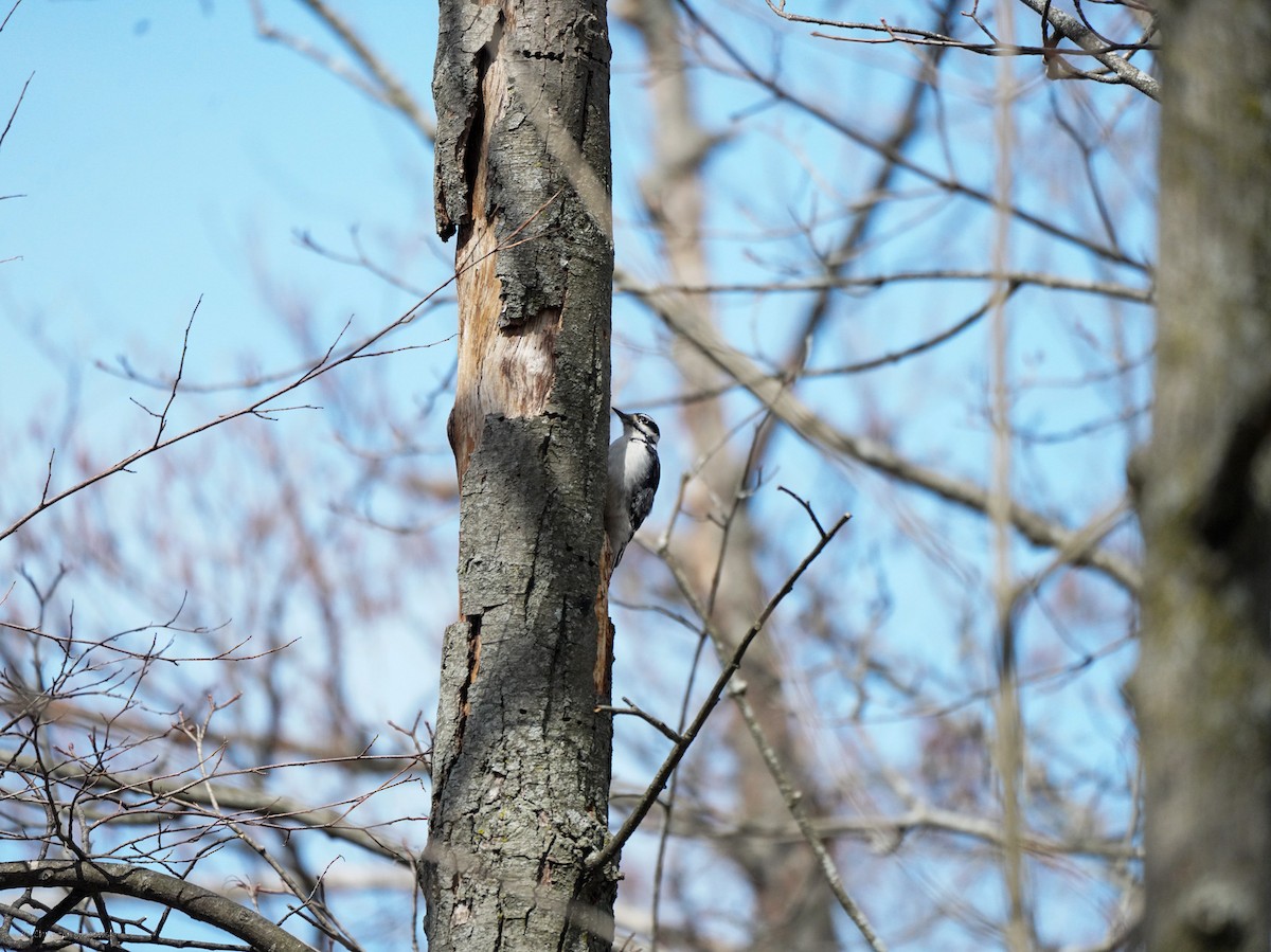 Downy Woodpecker - ML634408343