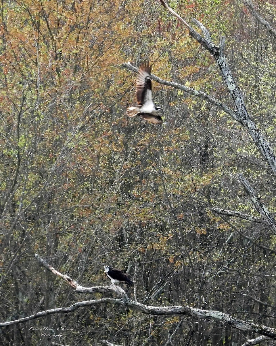 Загасч явлаг - ML634408364