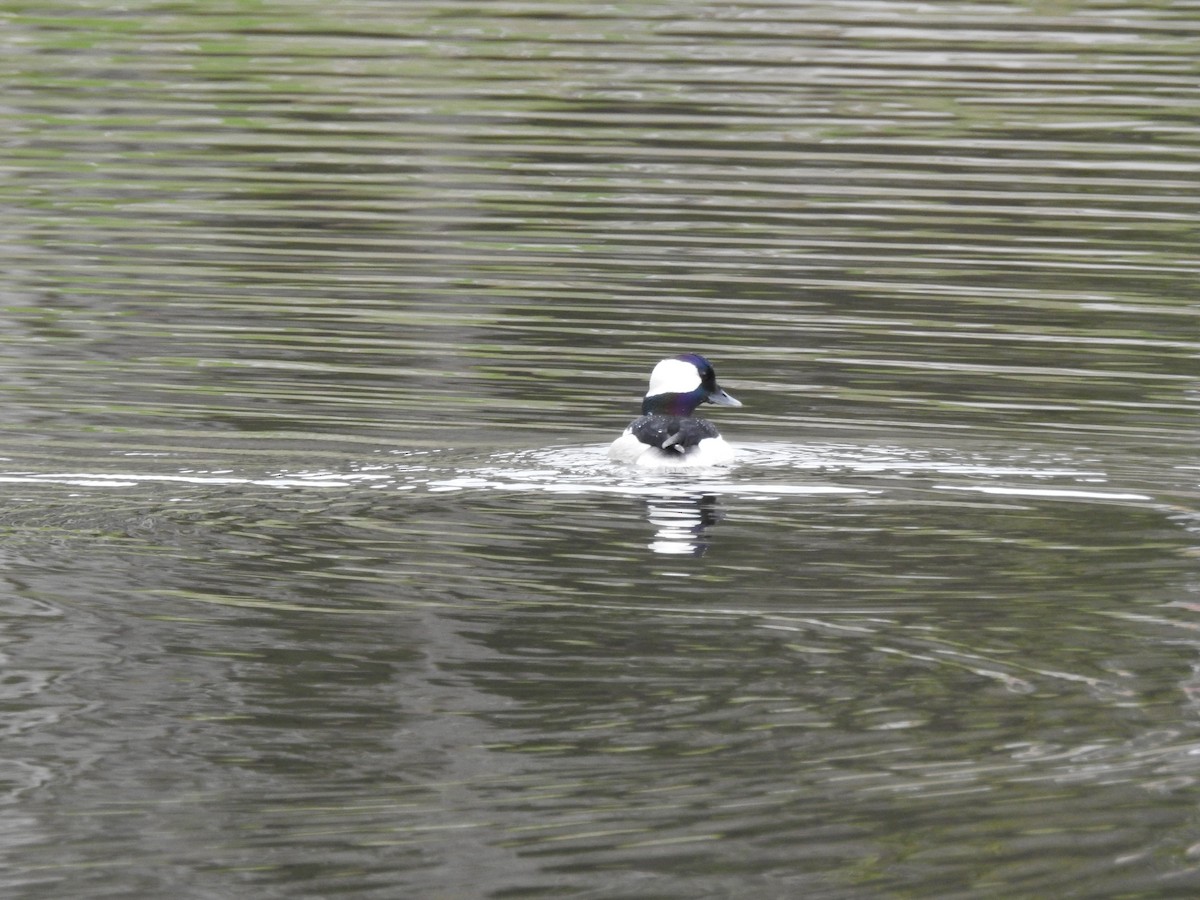 Bufflehead - ML634408405