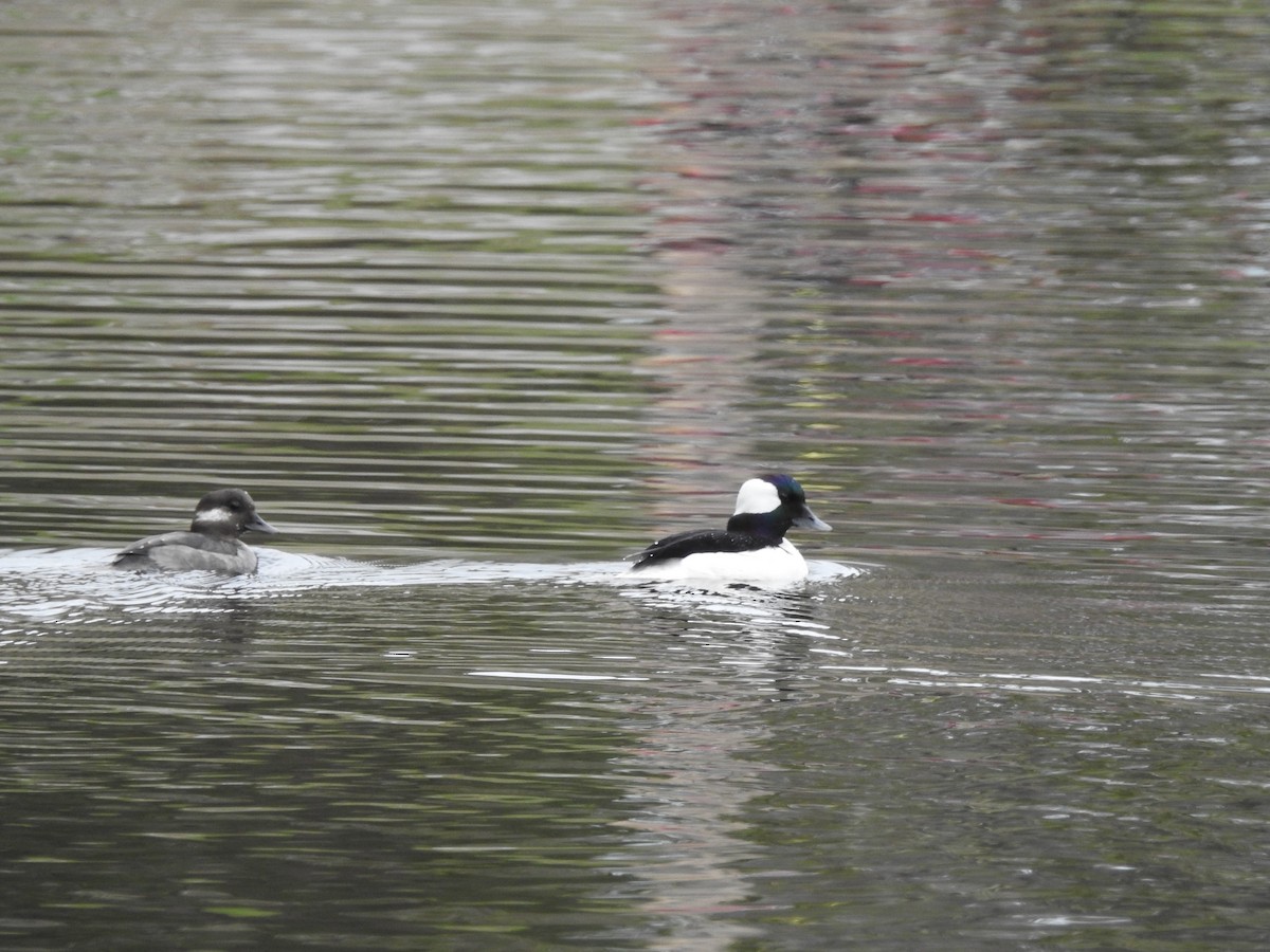 Bufflehead - ML634408411