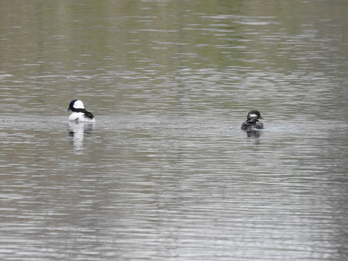 Bufflehead - ML634408414