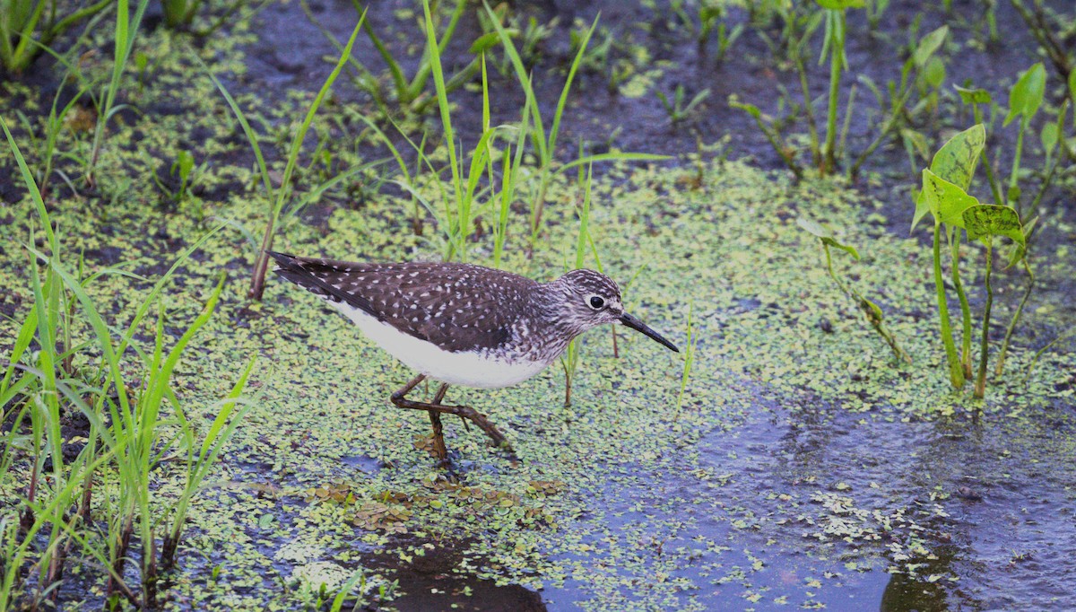 Solitary Sandpiper - ML634408427