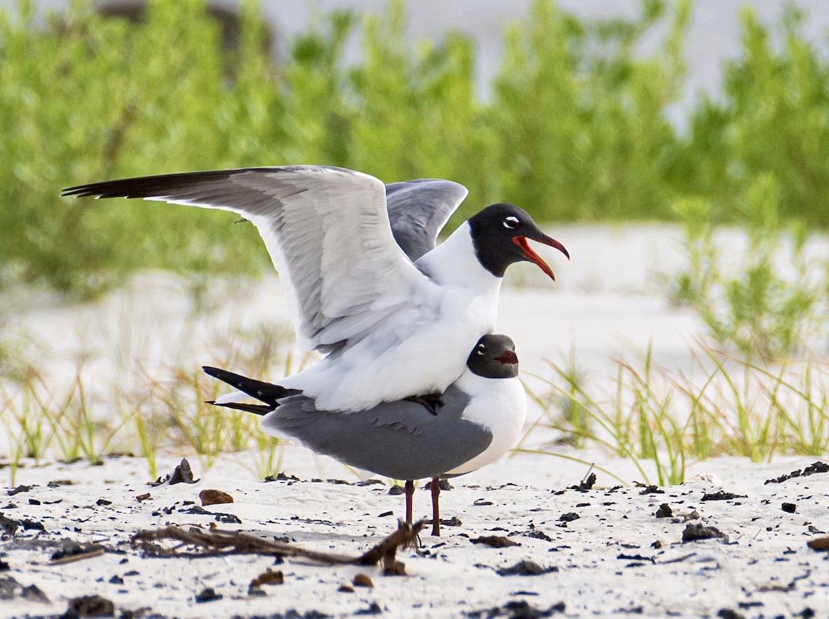 Laughing Gull - ML634408458