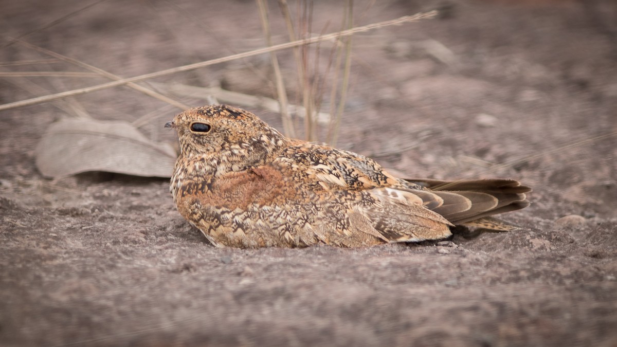 Least Nighthawk - ML634408486