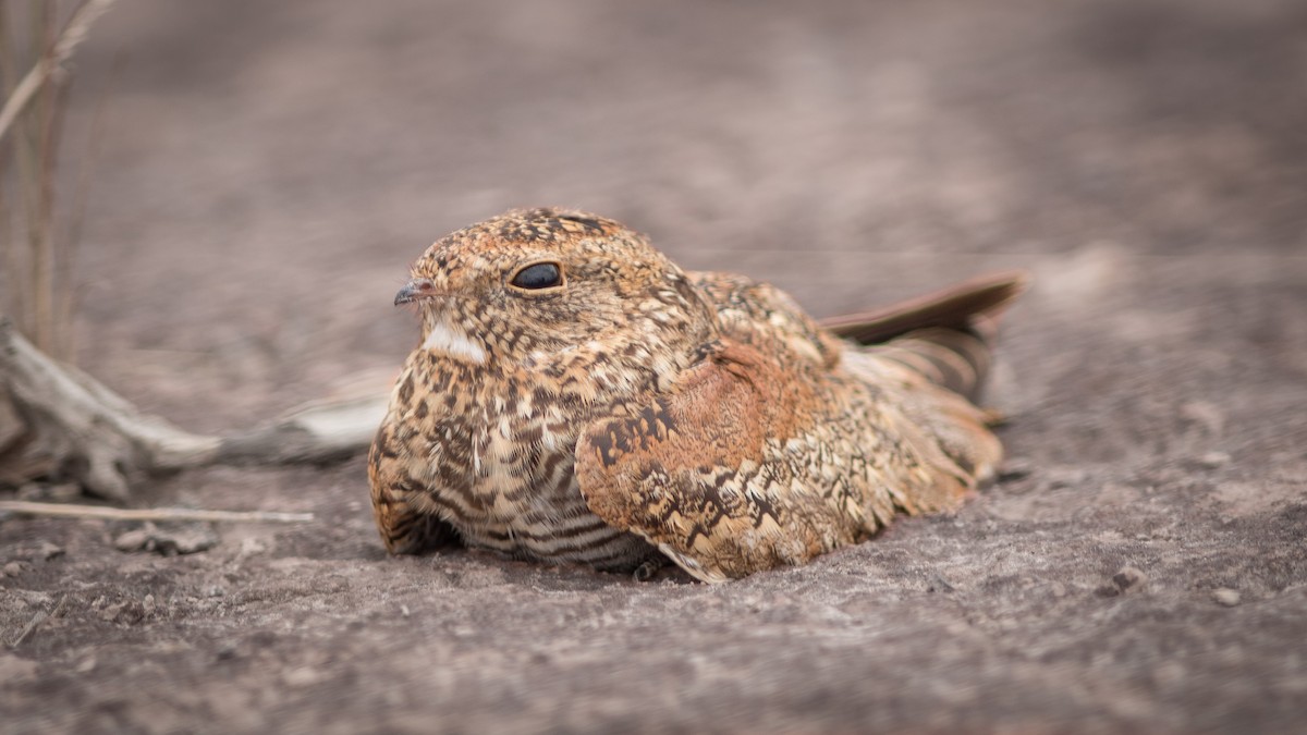 Least Nighthawk - ML634408487