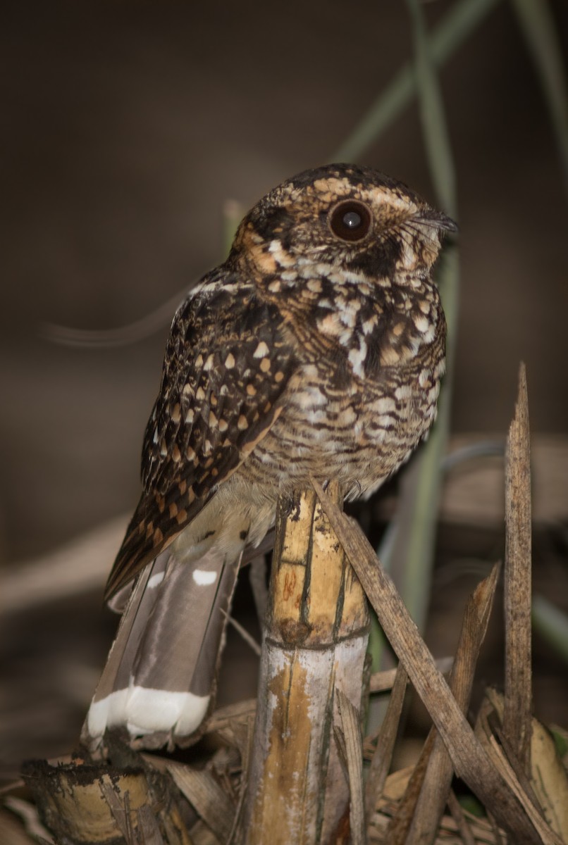 Spot-tailed Nightjar - ML634408502
