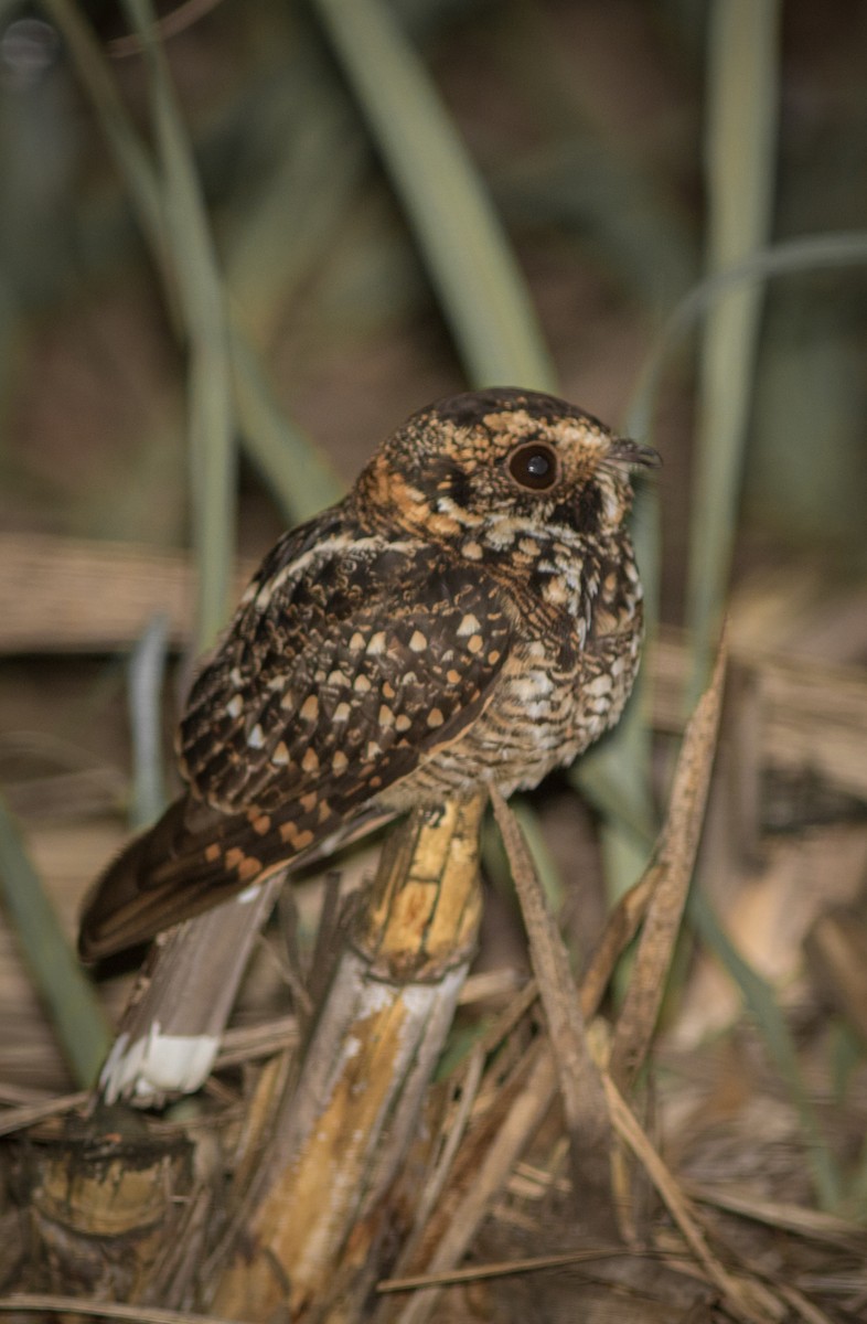Spot-tailed Nightjar - ML634408506