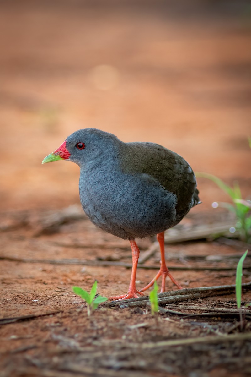 Paint-billed Crake - ML634408528