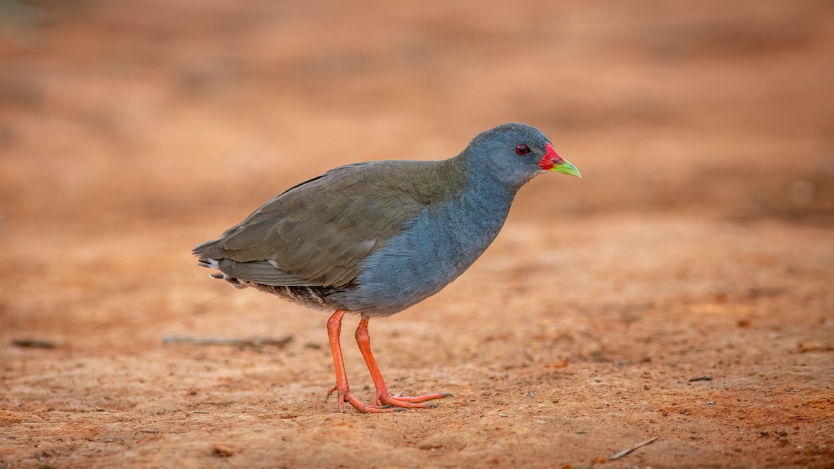 Paint-billed Crake - ML634408529
