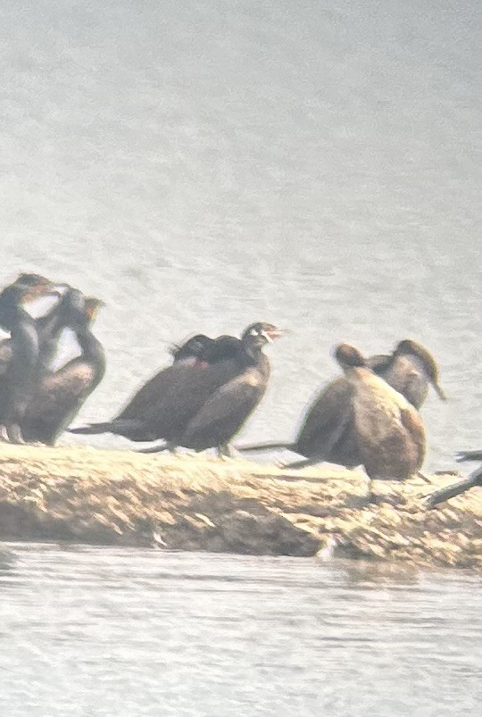 Cormoran vigua - ML634408618