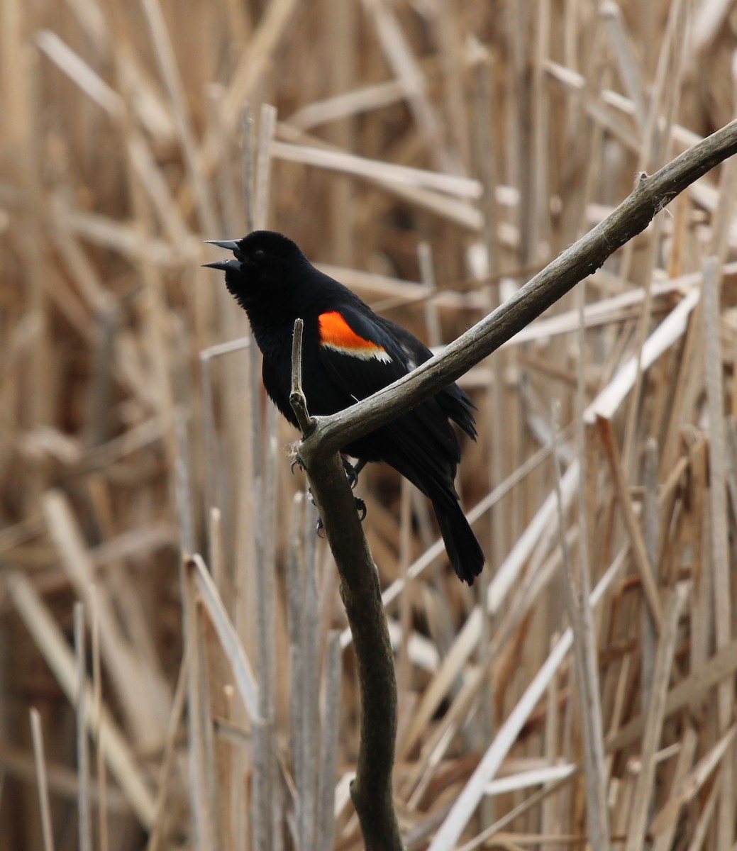 Red-winged Blackbird - ML634408648