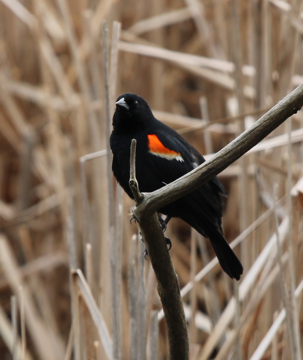 Red-winged Blackbird - ML634408649