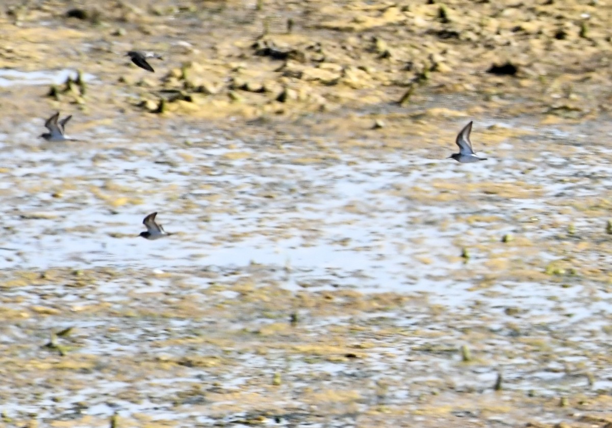 Dunlin - ML634408654