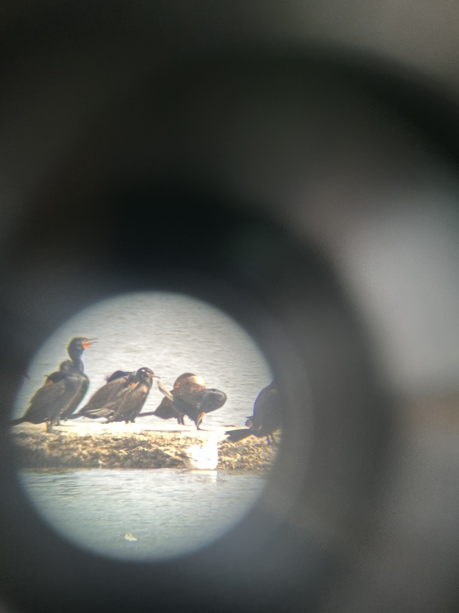 Cormoran à aigrettes - ML634408657