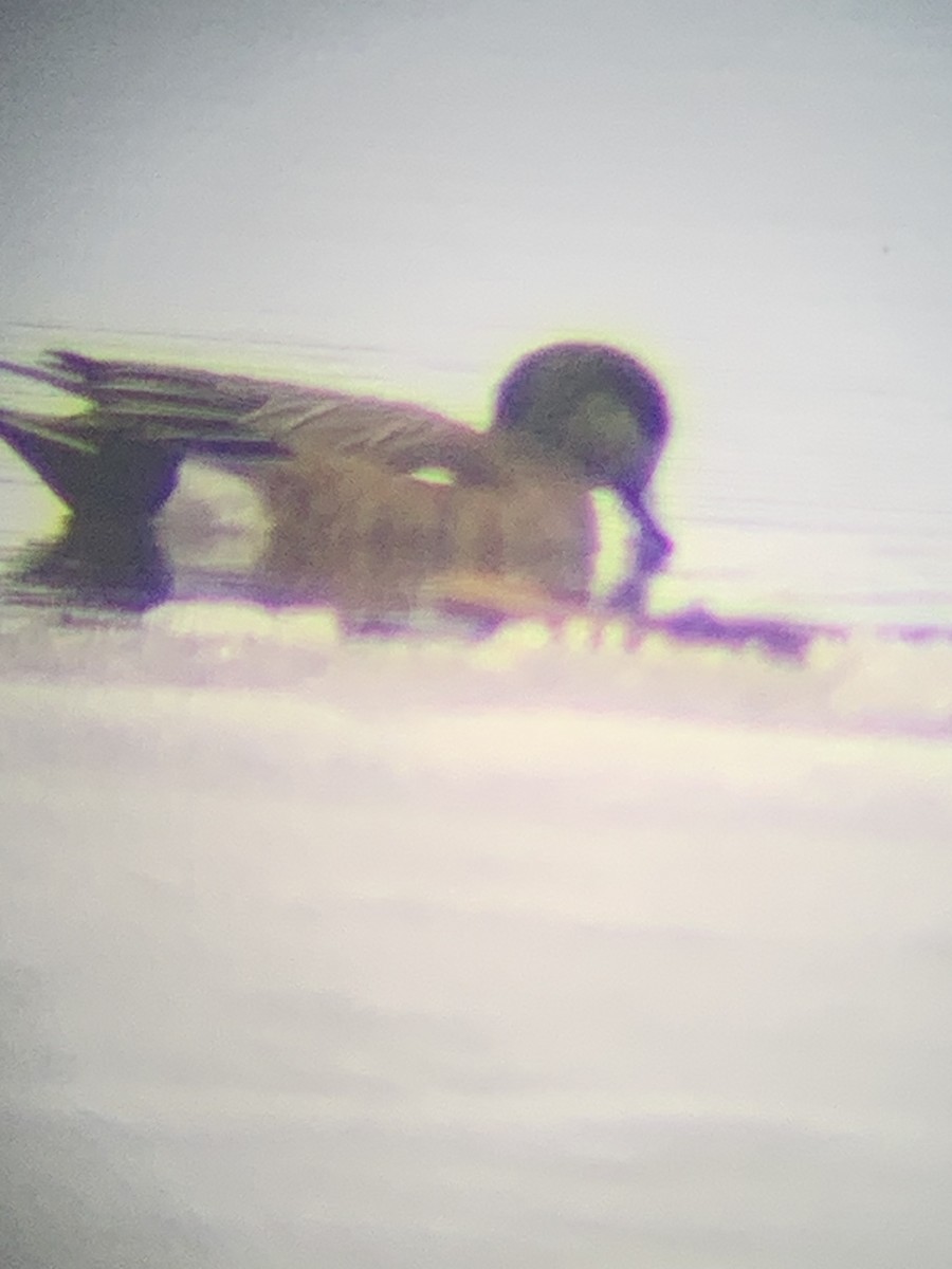 American Wigeon - ML634408659