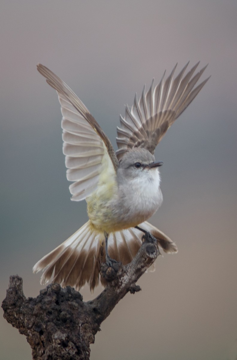 Chapada Flycatcher - ML634408679