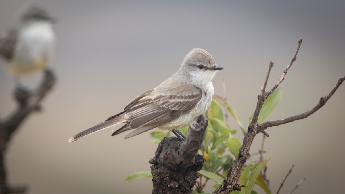 Chapada Flycatcher - ML634408680