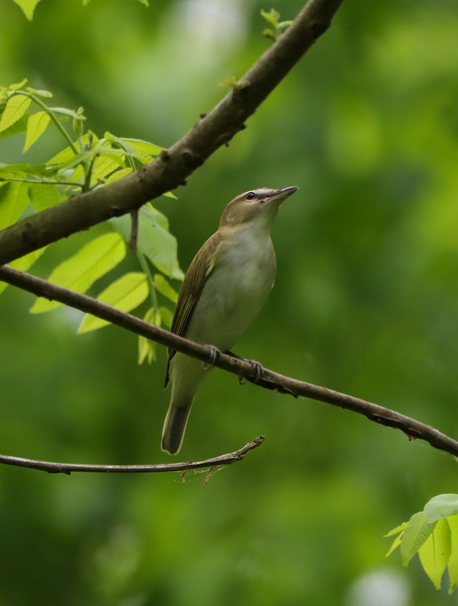 Red-eyed Vireo - ML634408744