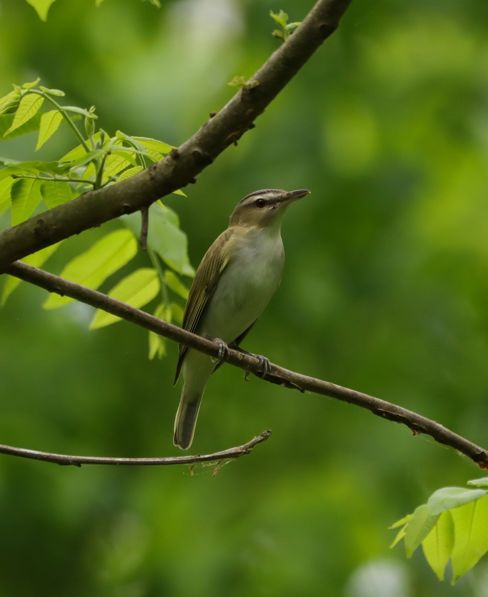 Red-eyed Vireo - ML634408748