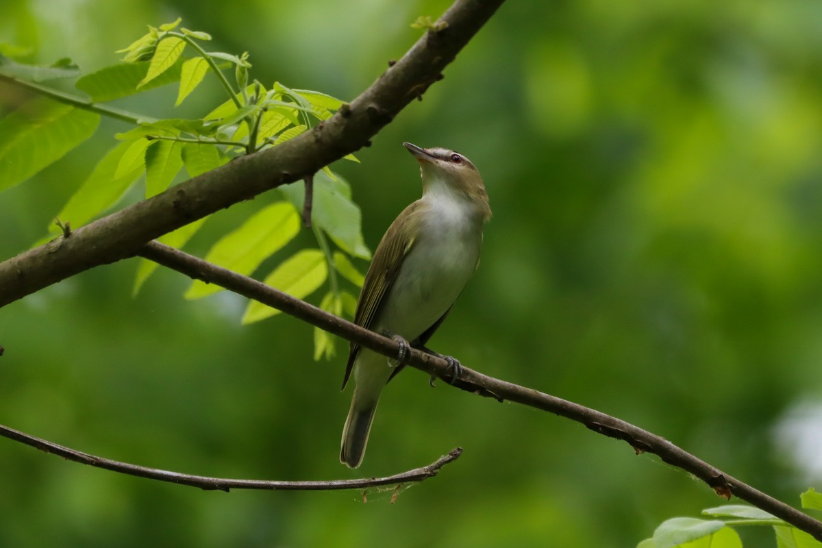Red-eyed Vireo - ML634408749