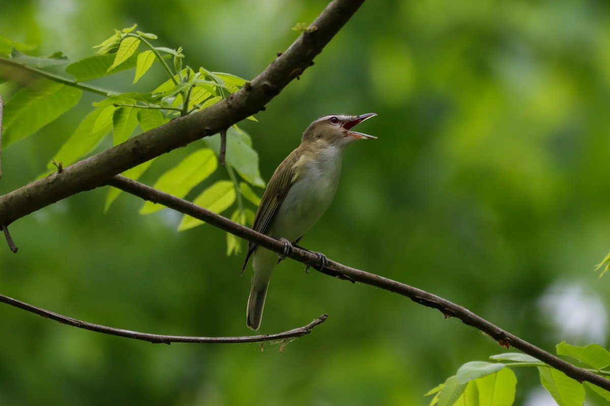 Red-eyed Vireo - ML634408750