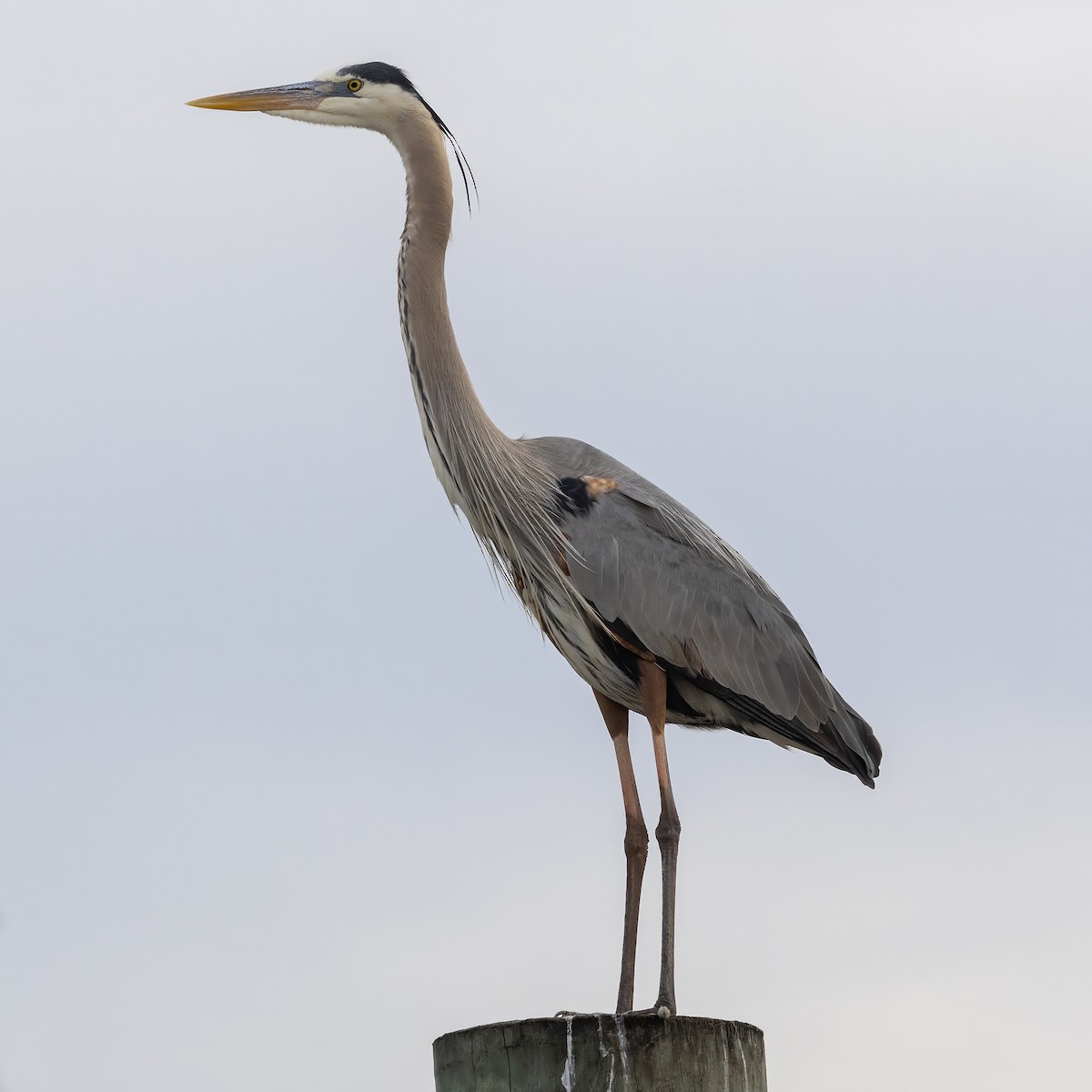 Great Blue Heron (Great Blue) - ML634408777