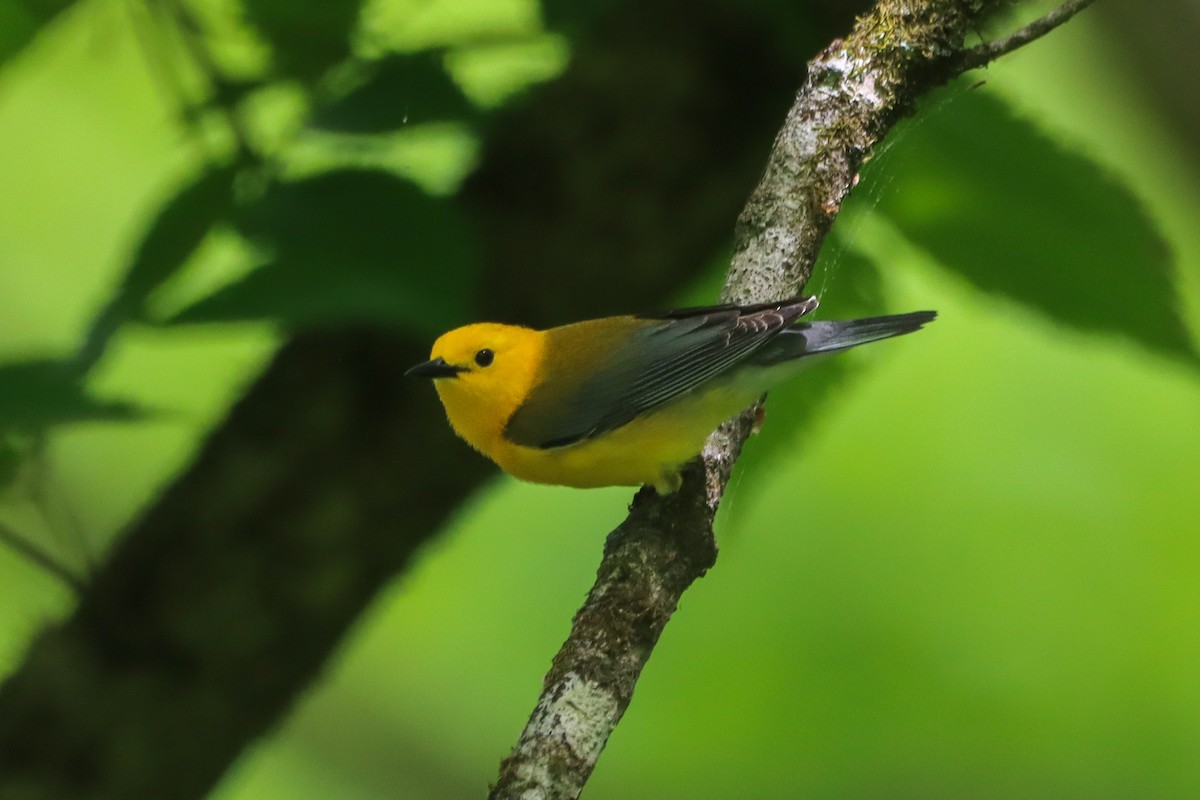 Prothonotary Warbler - ML634408783