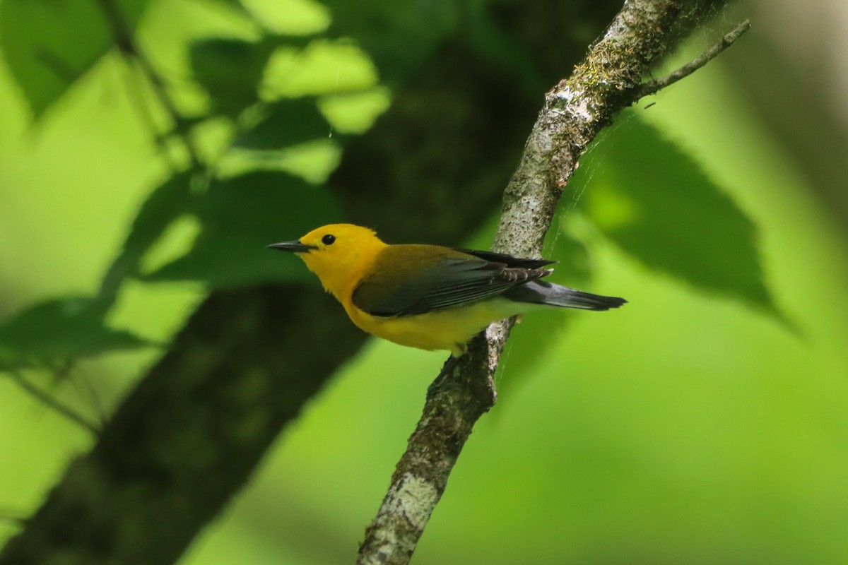 Prothonotary Warbler - ML634408784