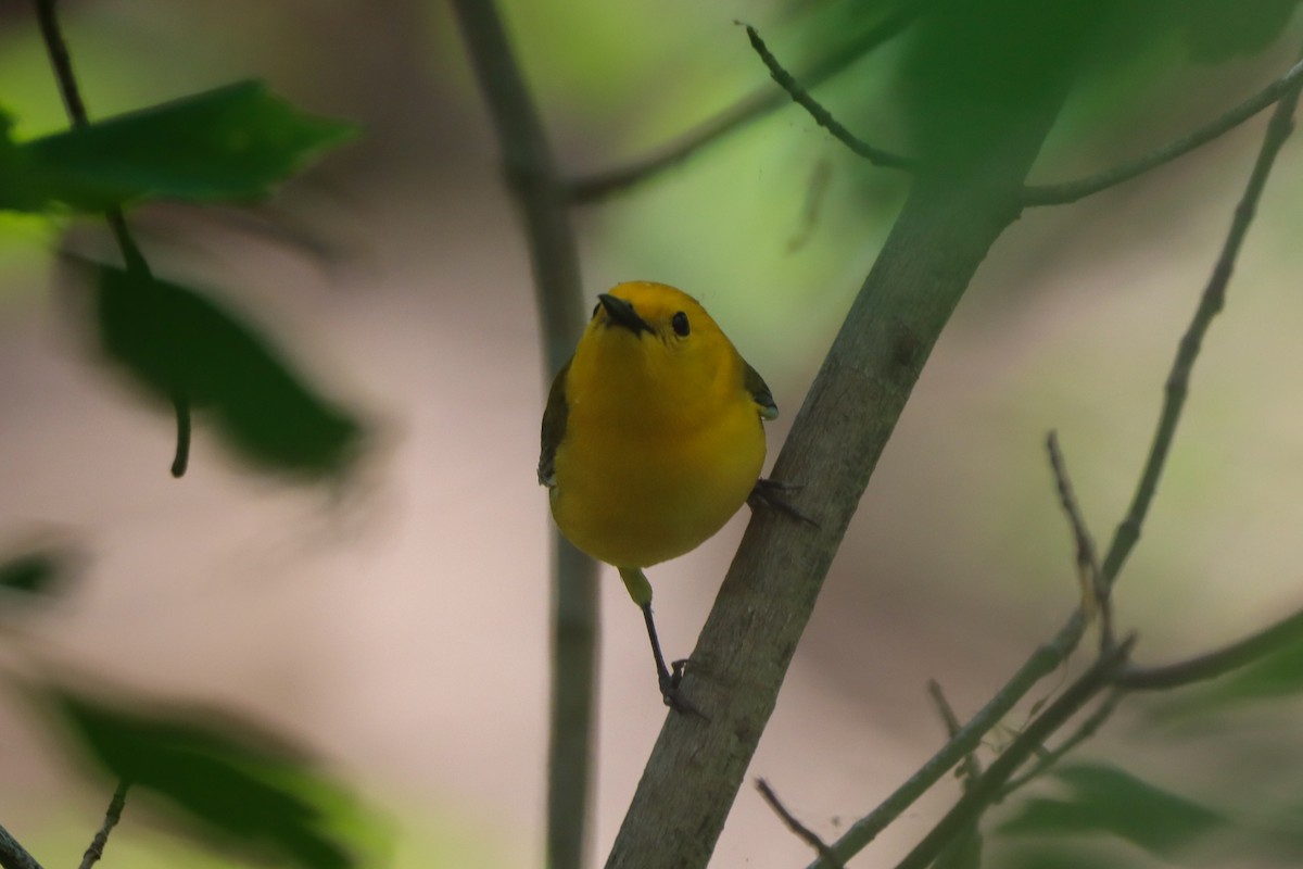 Prothonotary Warbler - ML634408785