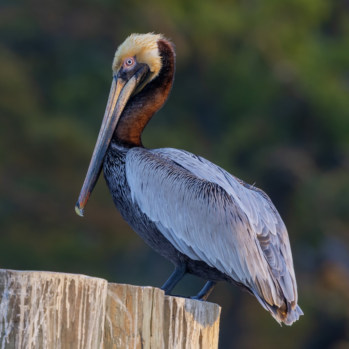 Brown Pelican - ML634408786