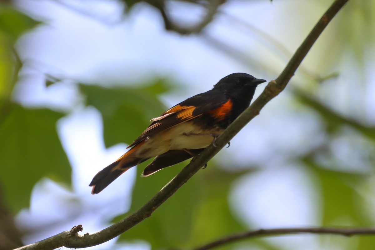 American Redstart - ML634408792