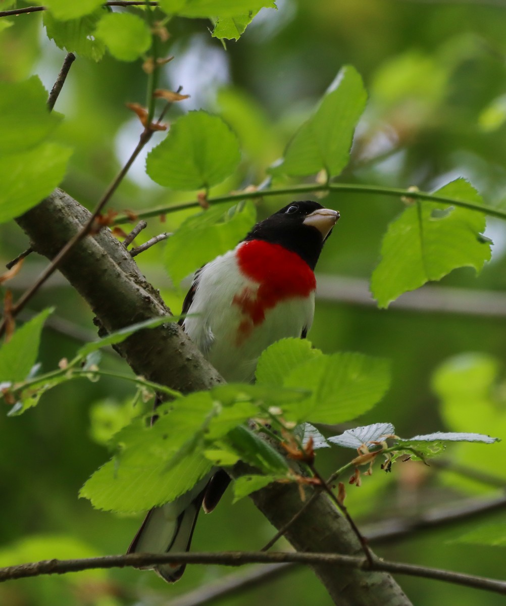 Rose-breasted Grosbeak - ML634408805