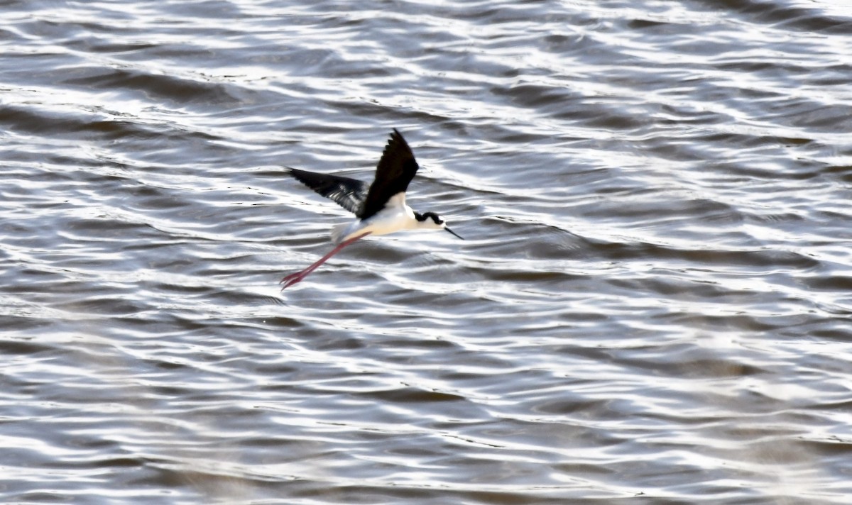 Black-necked Stilt - ML634408819
