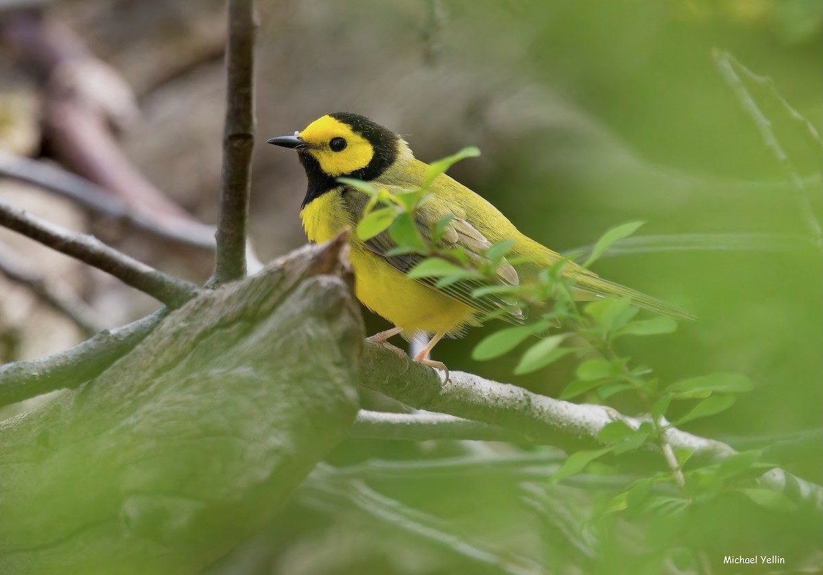 Hooded Warbler - ML634408865