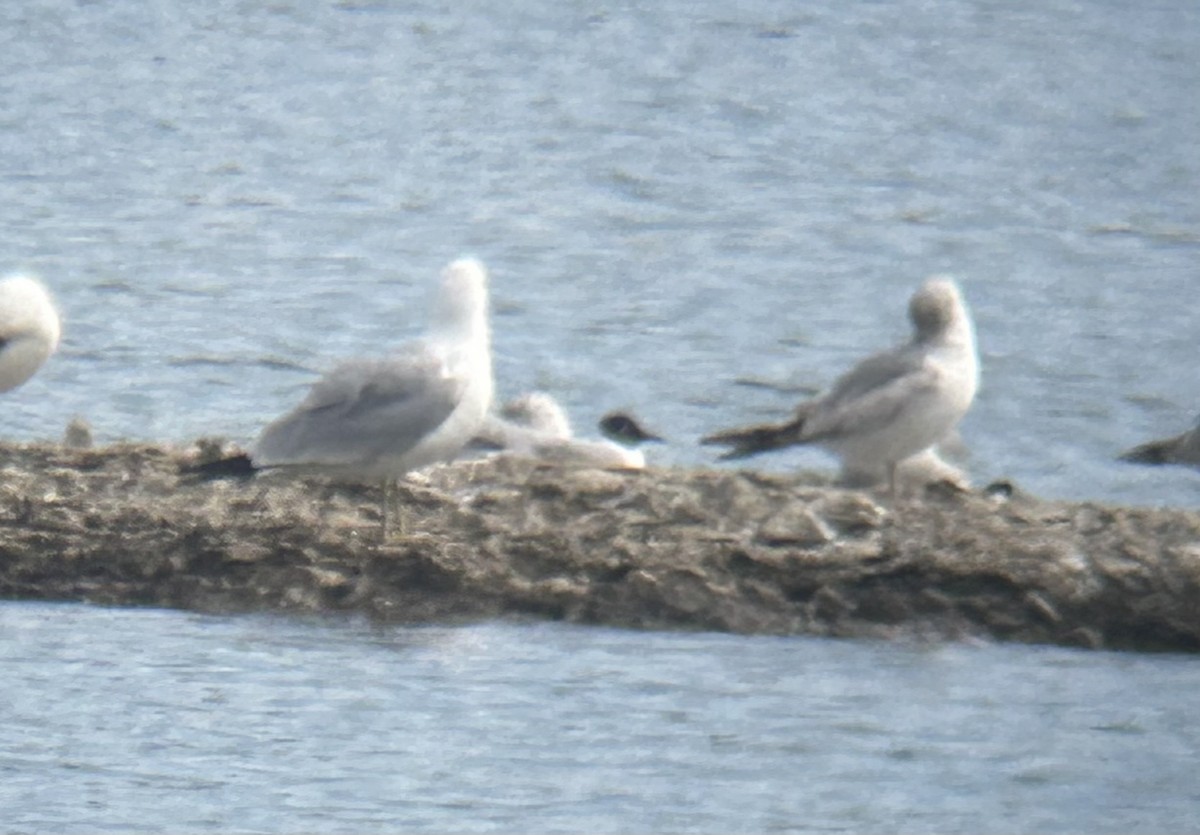 Mouette de Bonaparte - ML634408871