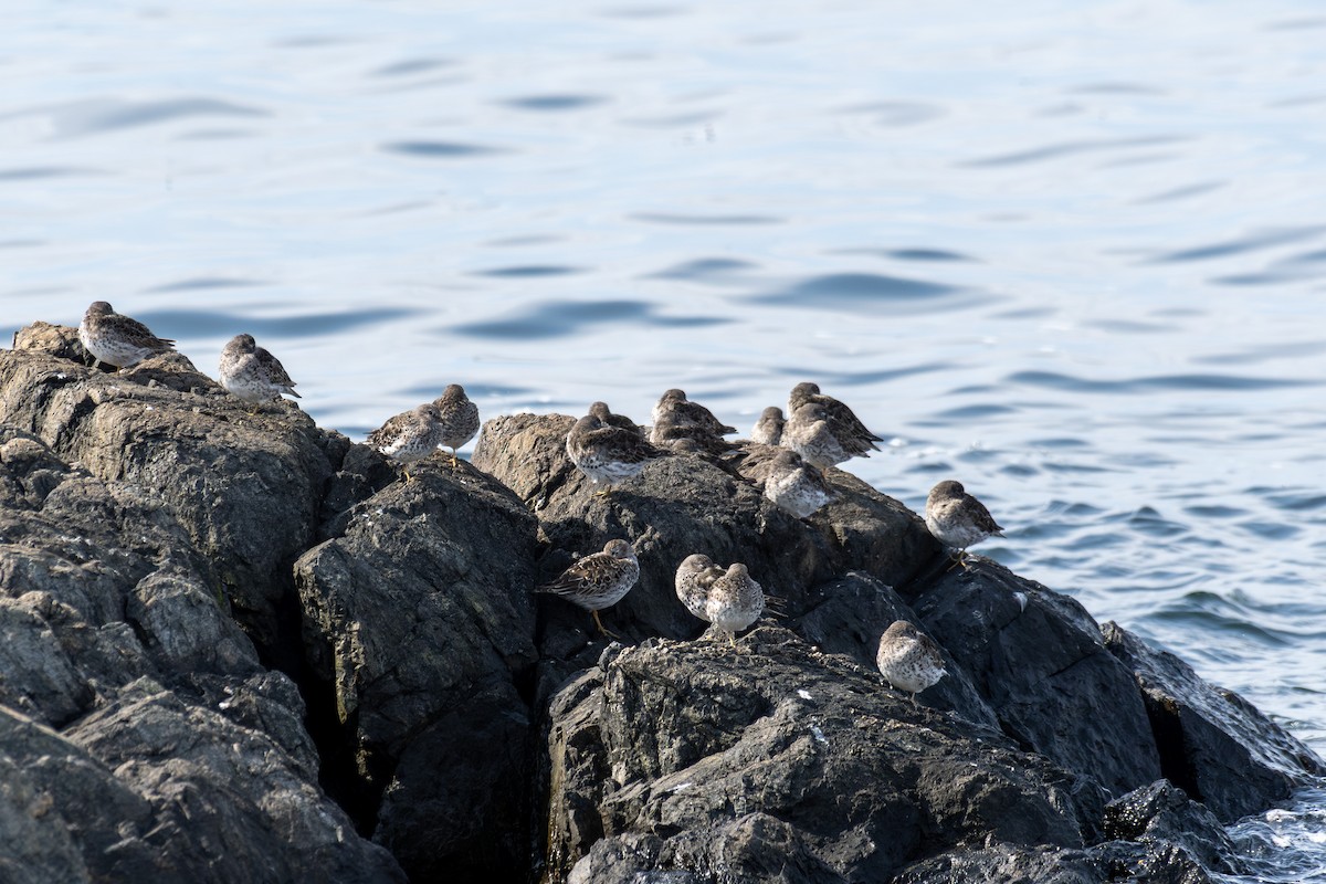 Purple Sandpiper - ML634408929