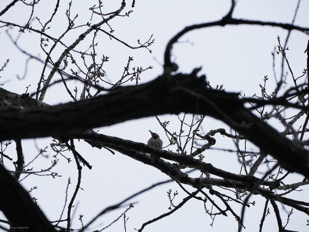Northern Flicker - ML634408980
