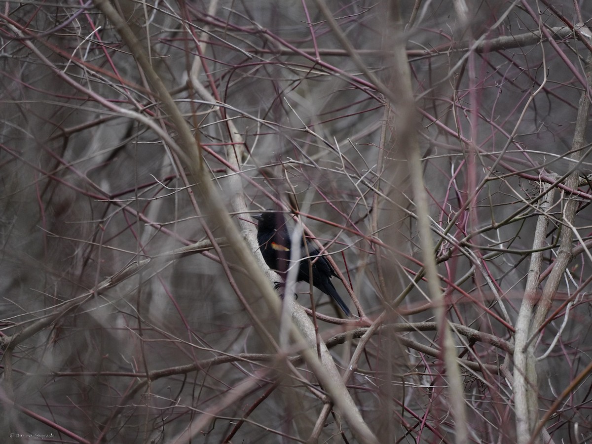 Red-winged Blackbird - ML634409010