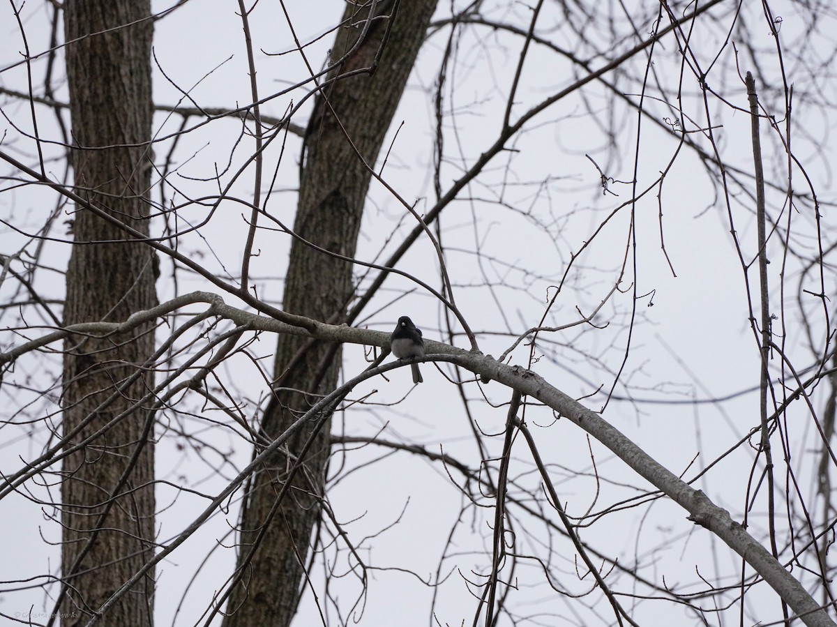 Dark-eyed Junco - ML634409018