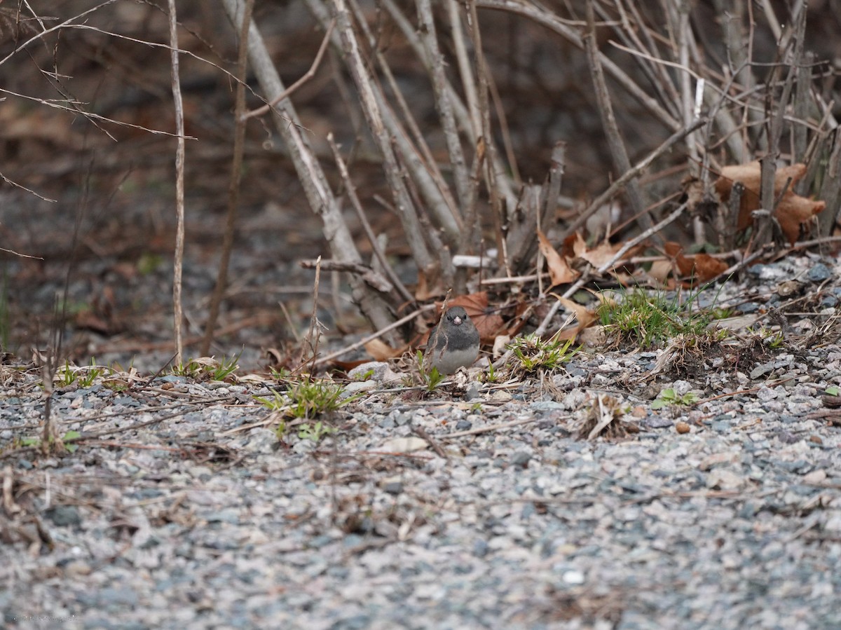 Dark-eyed Junco - ML634409034