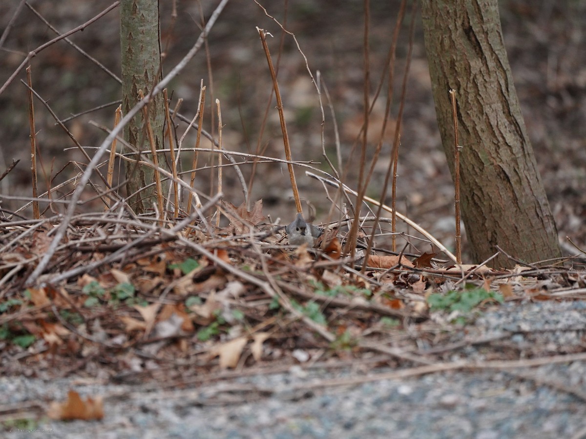 Tufted Titmouse - ML634409040