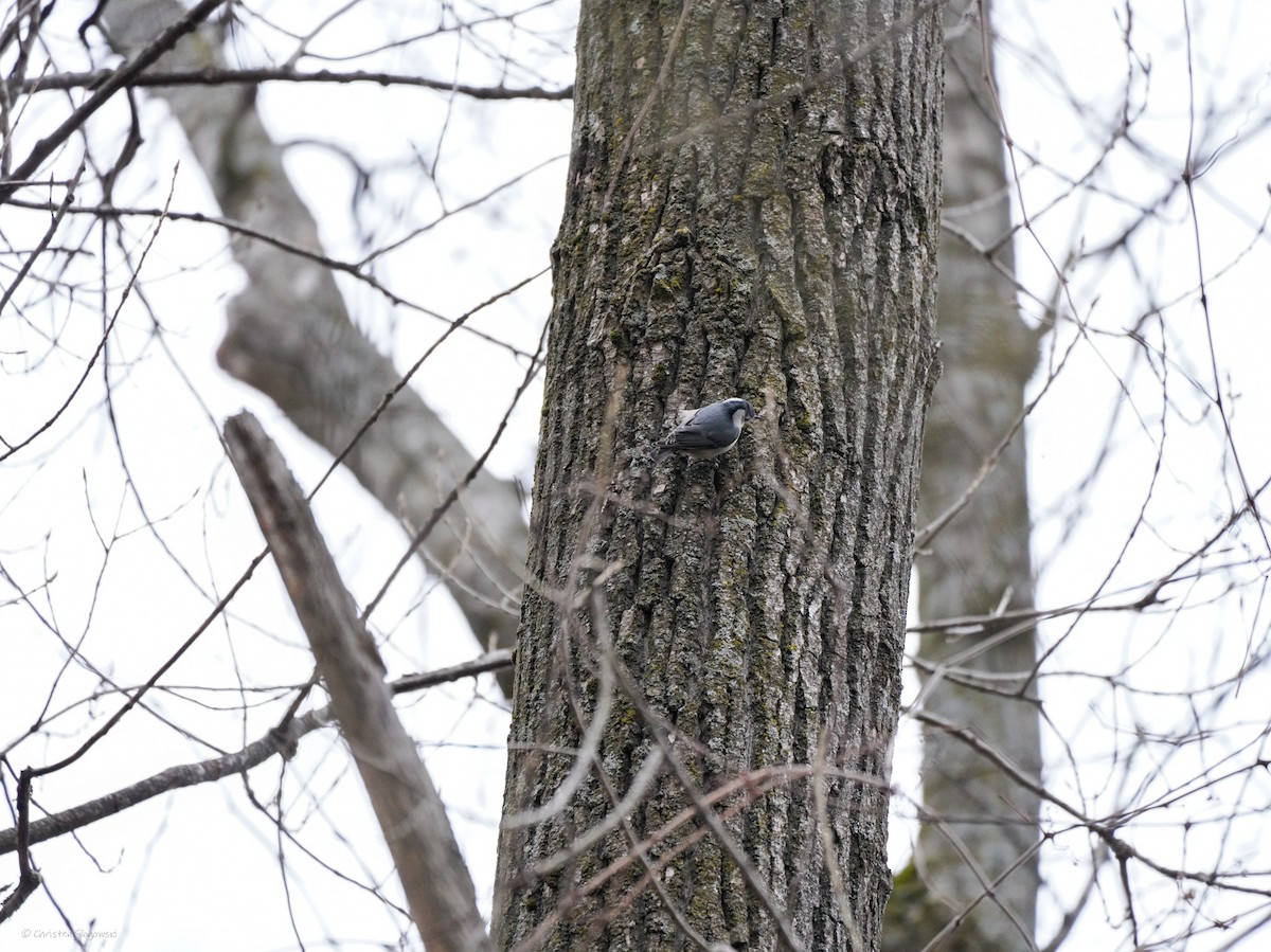 White-breasted Nuthatch - ML634409043