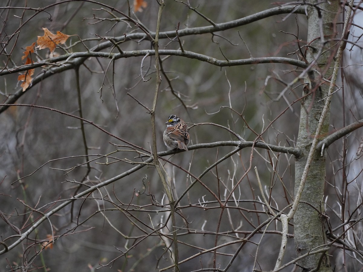 White-throated Sparrow - ML634409064