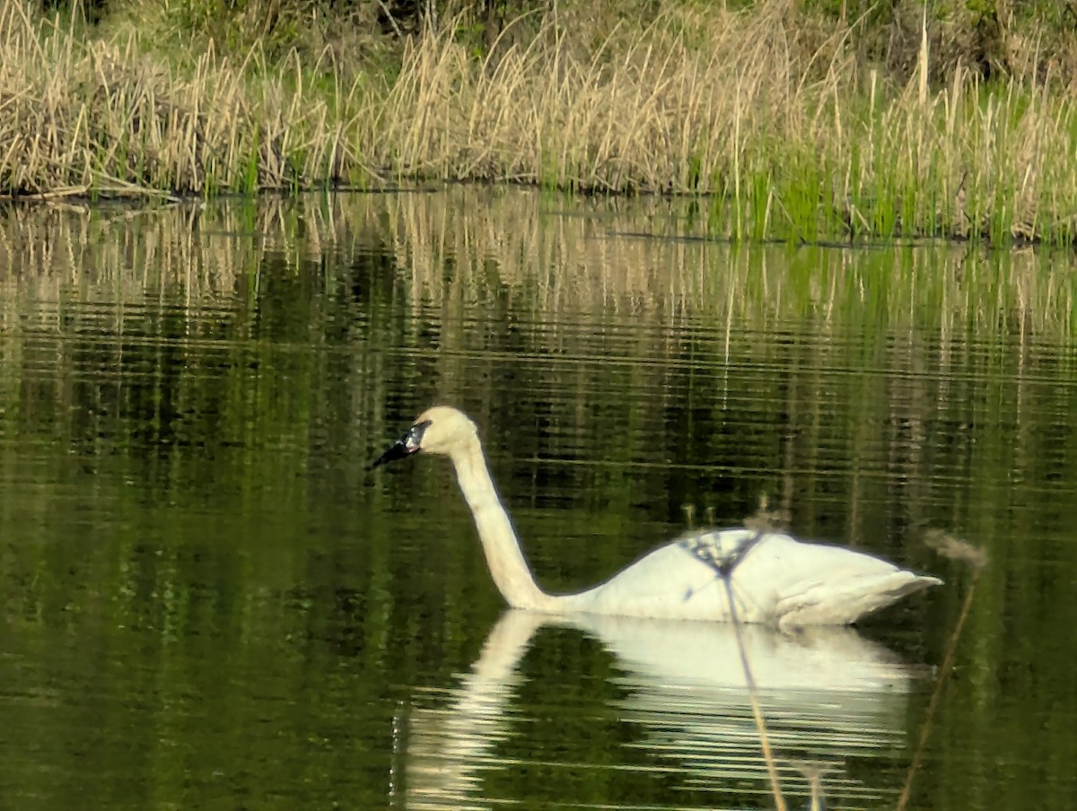 Trumpeter Swan - ML634409074