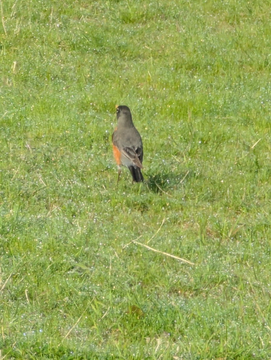 American Robin - ML634409133