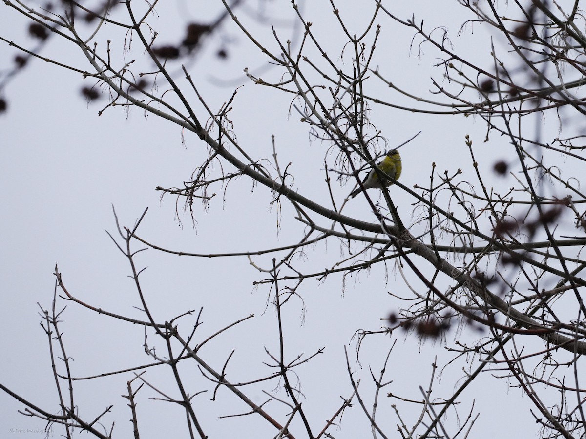 American Goldfinch - ML634409164