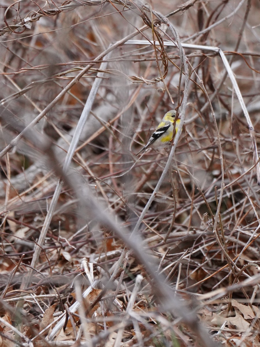 American Goldfinch - ML634409166