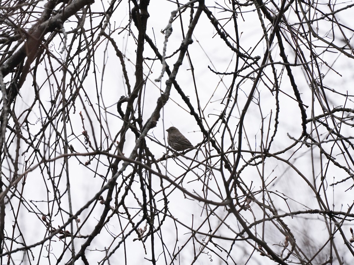 American Goldfinch - ML634409177