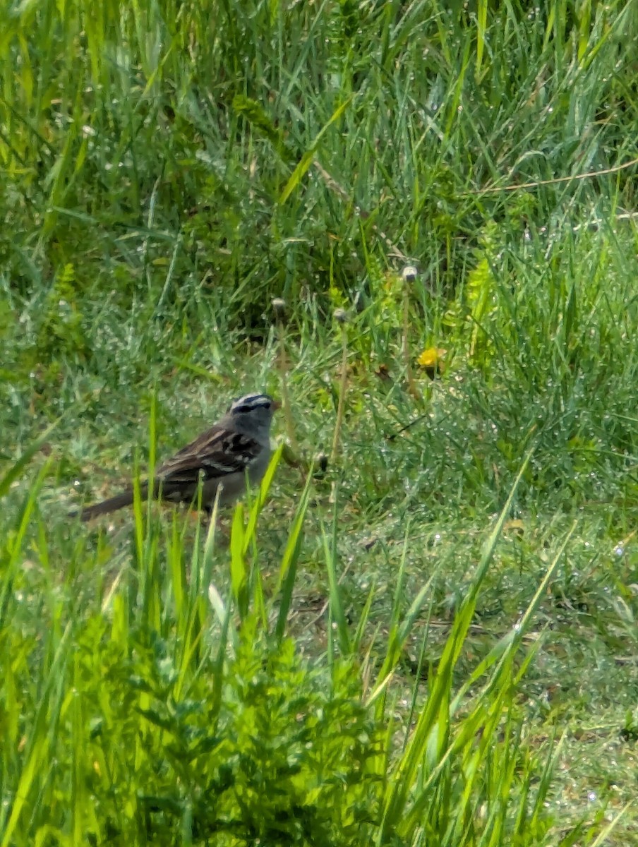 White-crowned Sparrow - ML634409181